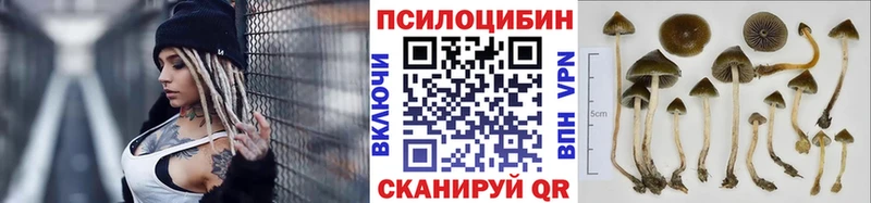 Купить  Строитель  Галлюциногенные грибы Psilocybine cubensis 