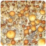 Псилоцибиновые (галлюциногенные)  грибы Psilocybin "Golden Teacher" в Строителе