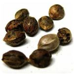 Семена марихуаны АК-47  (Seeds AK-47) в Строителе